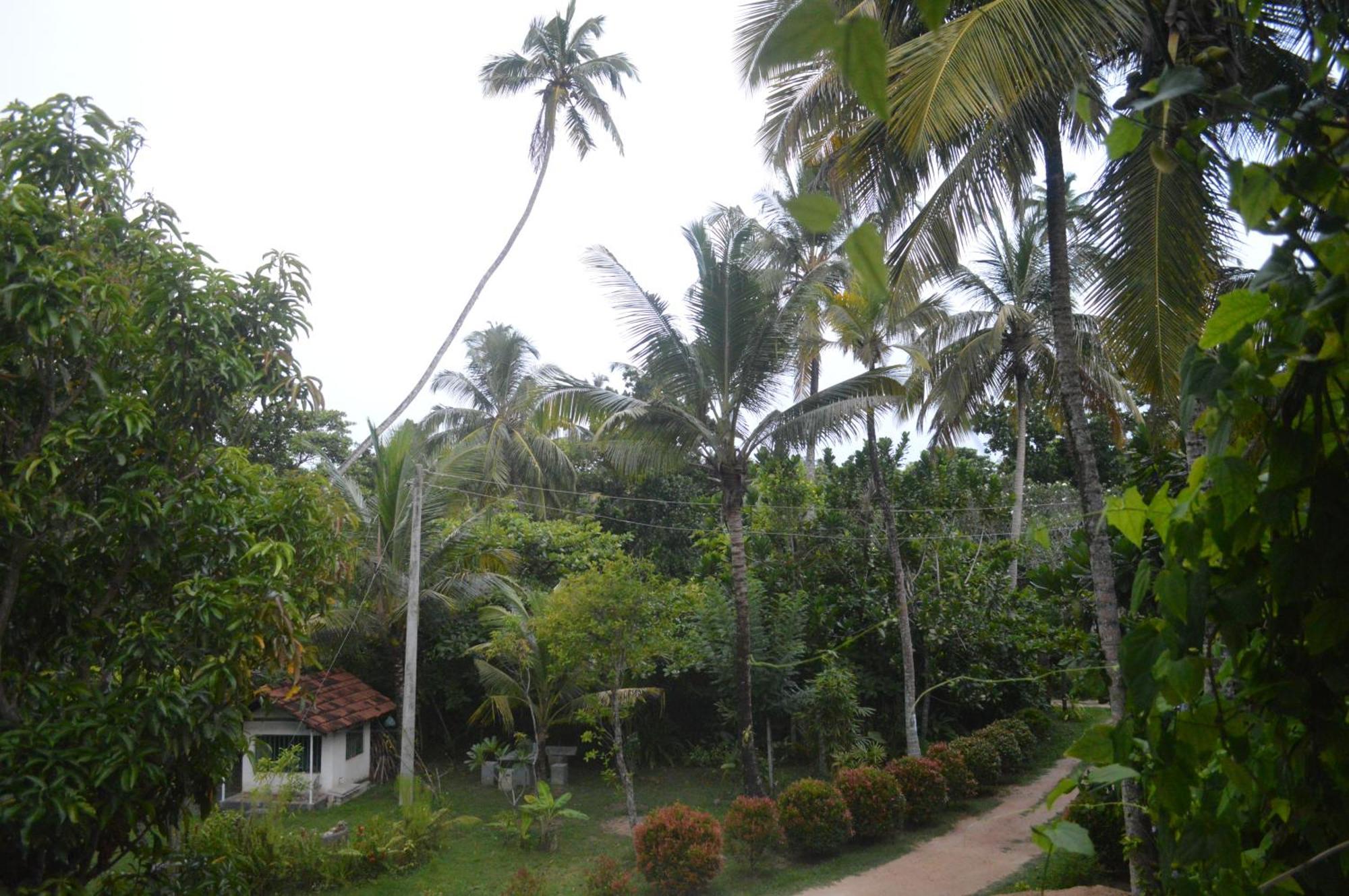 Coconut Grove - Midigama Hotel Kültér fotó